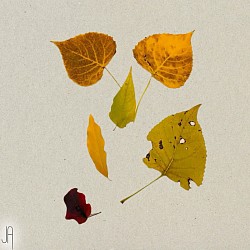 :::)